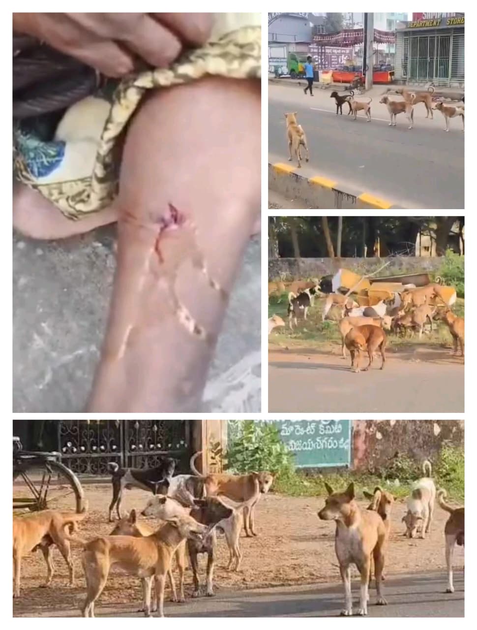 విజయనగరంలో కుక్కల స్వైర విహారం: రాజాంలో మహిళపై దాడి.. భయం గుప్పిట్లో జనం!