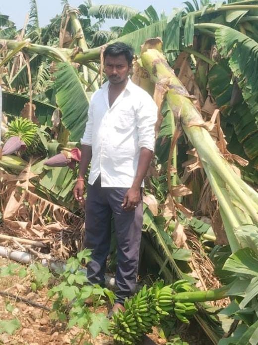 మొన్న కురిసిన వడిగళ్ళ వానకు నేలకొరిగిన అరటి తోటలు